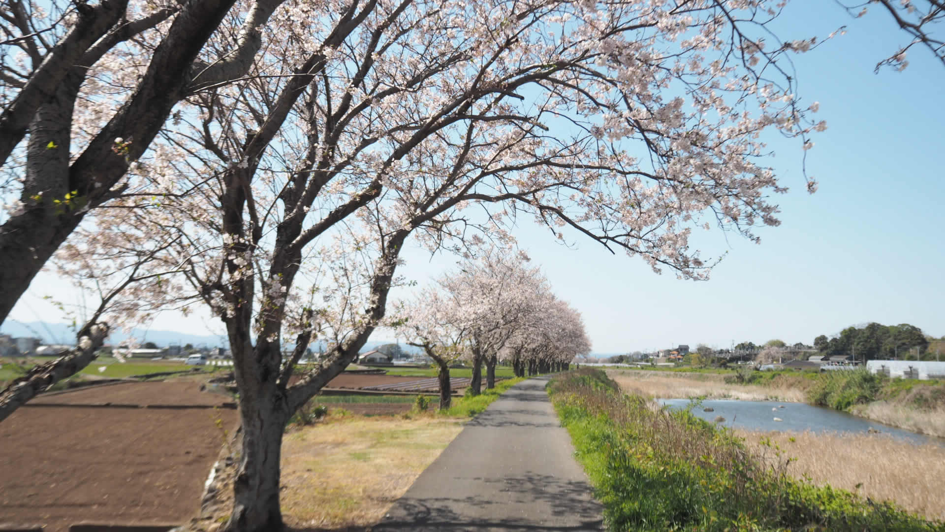 郡川桜並木